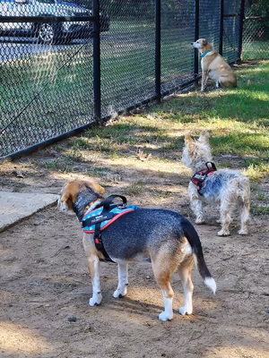 Bark Park of Old Bridge